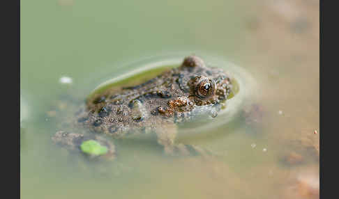 Rotbauchunke (Bombina bombina)