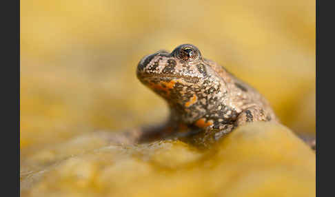 Rotbauchunke (Bombina bombina)