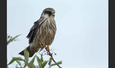 Rotfußfalke (Falco vespertinus)