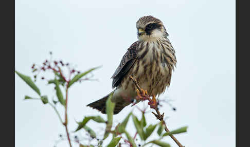 Rotfußfalke (Falco vespertinus)