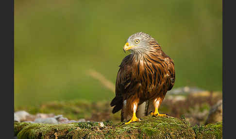 Rotmilan (Milvus milvus)