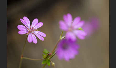 Reiherschnabel spec. (Erodium spec.)