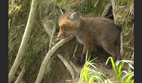 Rotfuchs (Vulpes vulpes)