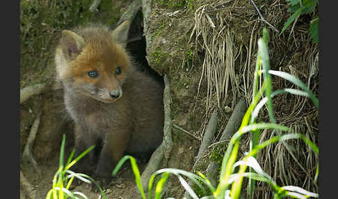 Rotfuchs (Vulpes vulpes)