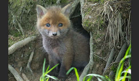 Rotfuchs (Vulpes vulpes)