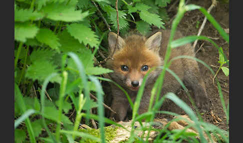 Rotfuchs (Vulpes vulpes)