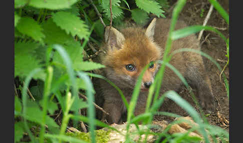 Rotfuchs (Vulpes vulpes)