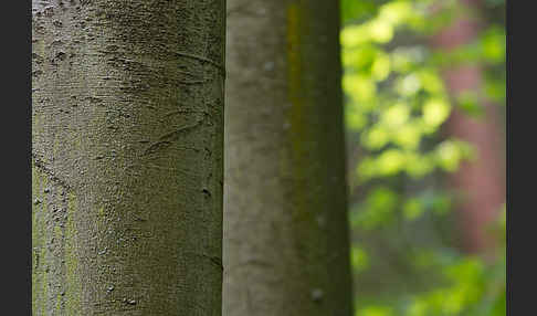 Rot-Buche (Fagus sylvatica)