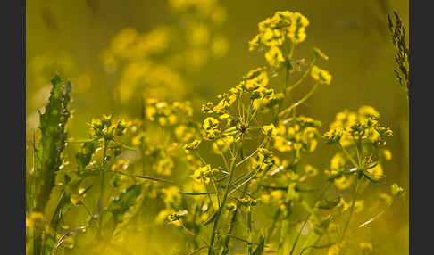 Ruten-Wolfsmilch (Euphorbia virgata)