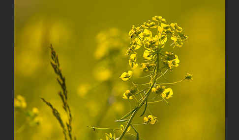 Ruten-Wolfsmilch (Euphorbia virgata)