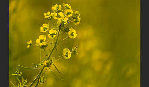 Ruten-Wolfsmilch (Euphorbia virgata)