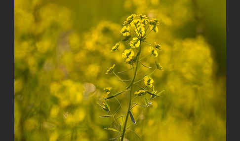 Ruten-Wolfsmilch (Euphorbia virgata)