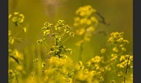 Ruten-Wolfsmilch (Euphorbia virgata)