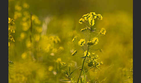 Ruten-Wolfsmilch (Euphorbia virgata)