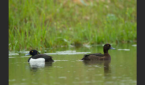 Reiherente (Aythya fuligula)