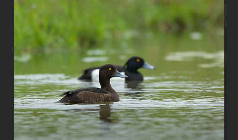 Reiherente (Aythya fuligula)