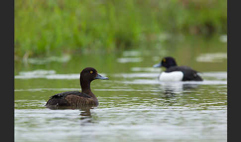 Reiherente (Aythya fuligula)