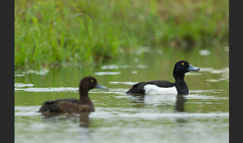 Reiherente (Aythya fuligula)