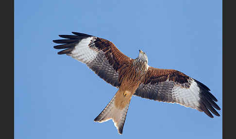 Rotmilan (Milvus milvus)