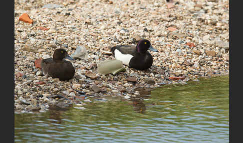 Reiherente (Aythya fuligula)