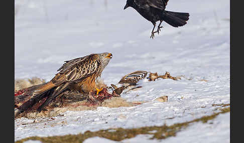 Rotmilan (Milvus milvus)
