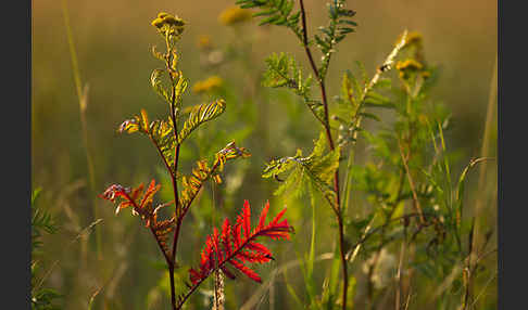 Rainfarn (Tanacetum vulgare)