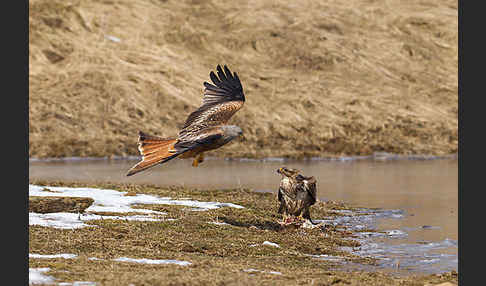 Mäusebussard (Buteo buteo)