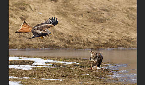 Mäusebussard (Buteo buteo)