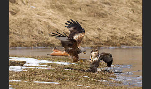 Mäusebussard (Buteo buteo)