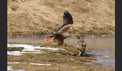 Mäusebussard (Buteo buteo)