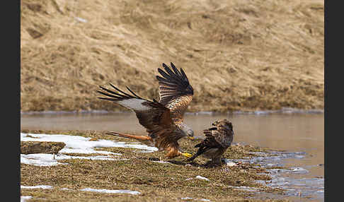 Mäusebussard (Buteo buteo)