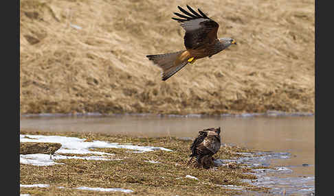 Mäusebussard (Buteo buteo)