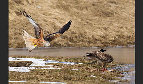 Mäusebussard (Buteo buteo)