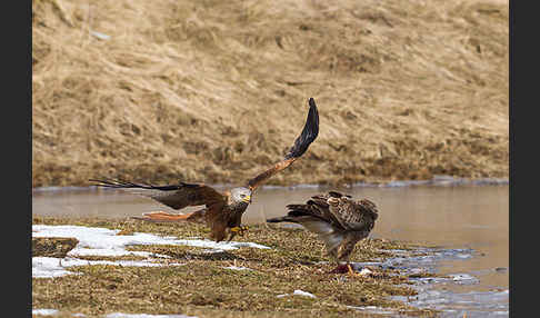 Mäusebussard (Buteo buteo)