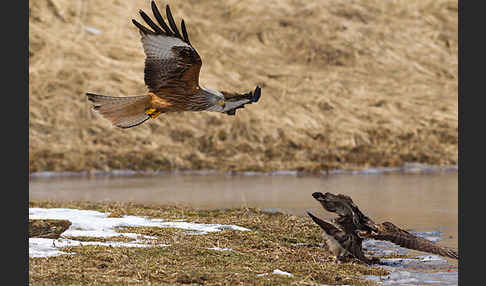 Mäusebussard (Buteo buteo)