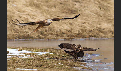 Mäusebussard (Buteo buteo)