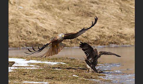 Mäusebussard (Buteo buteo)