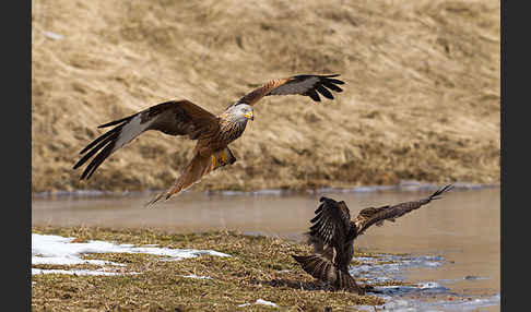 Mäusebussard (Buteo buteo)