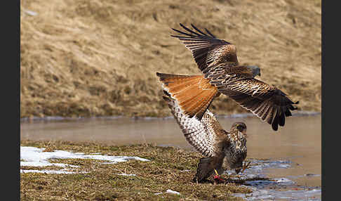 Mäusebussard (Buteo buteo)