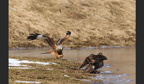 Mäusebussard (Buteo buteo)