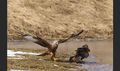 Mäusebussard (Buteo buteo)