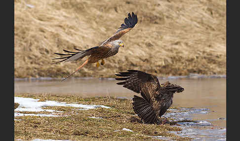 Mäusebussard (Buteo buteo)