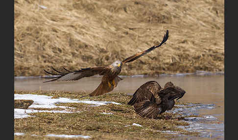 Mäusebussard (Buteo buteo)