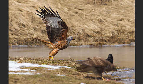 Mäusebussard (Buteo buteo)