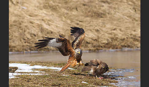 Mäusebussard (Buteo buteo)