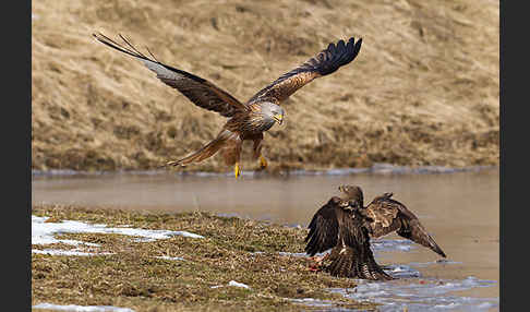 Mäusebussard (Buteo buteo)