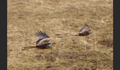 Mäusebussard (Buteo buteo)