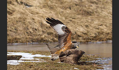 Mäusebussard (Buteo buteo)