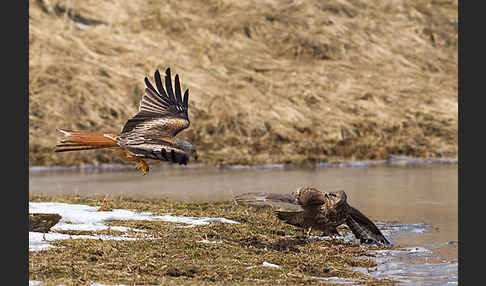 Mäusebussard (Buteo buteo)