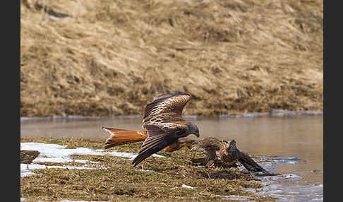 Mäusebussard (Buteo buteo)